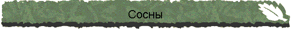 Сосны